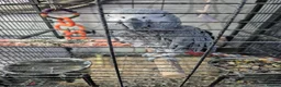 Parrots birds for sale: 3 x african greys - Advert 3