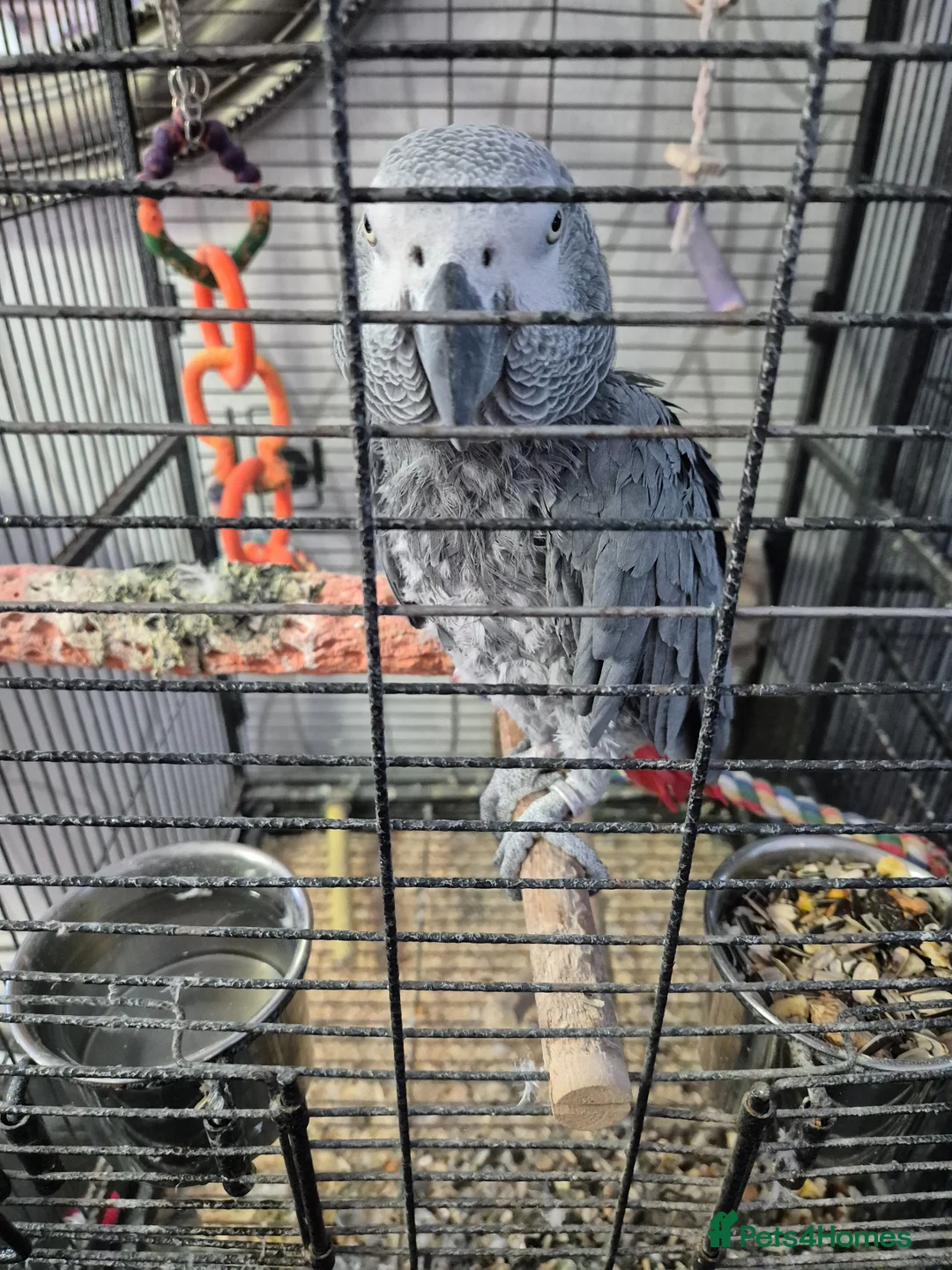 Parrots birds for sale: 3 x african greys - Advert 3