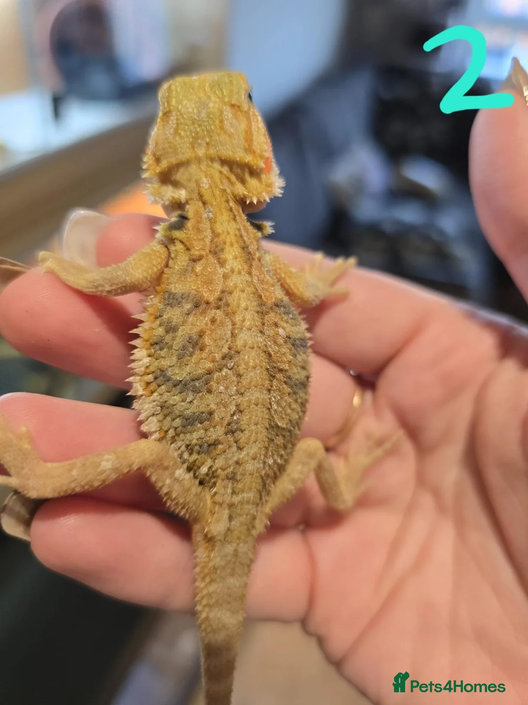 Bearded Dragon reptiles for sale: Baby bearded dragons - Advert 2