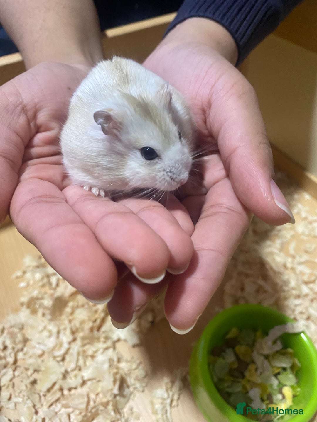 Hamster rodents for sale: Russian White Dwarf Hamster (and belongings!) - Advert 2