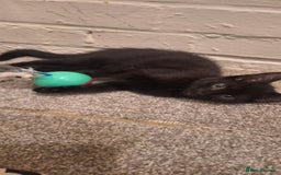 Bombay cats for sale: 3 black girl kitten - Image 5