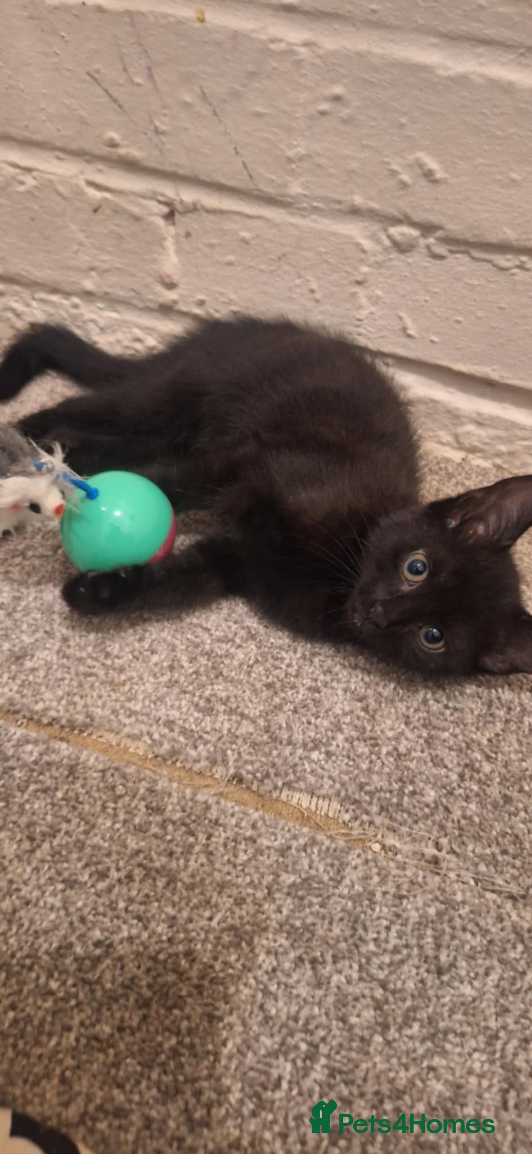 Bombay cats for sale: 3 black girl kitten - Image 5