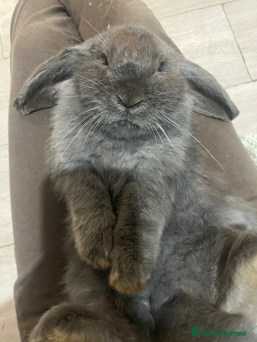 French Lop rabbits for sale: Bunny - Advert 4