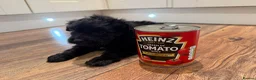 Cockapoo dogs for sale: Beautiful toy size cockatoo girl Puppy - Advert 5