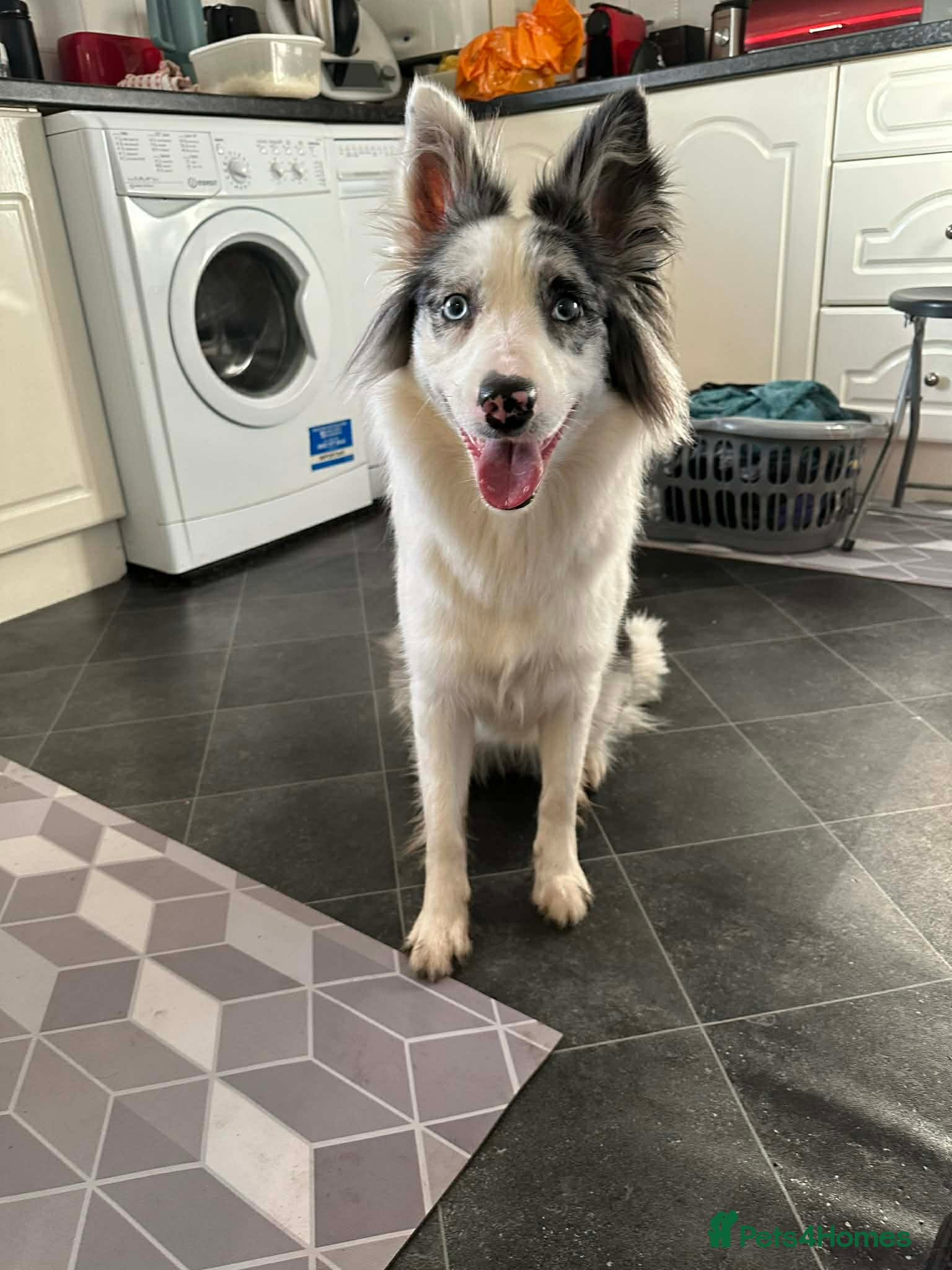 Border Collie dogs Luna, is looking for a new home ❤️ - Advert 8