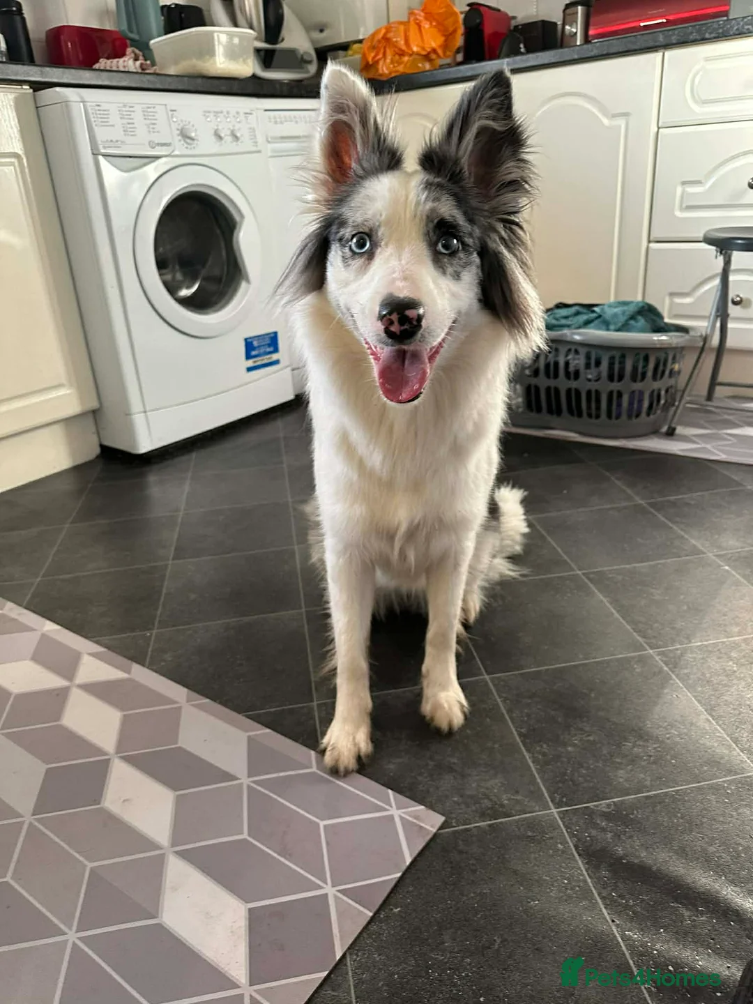 Border Collie dogs for sale: Luna, is looking for a new home ❤️ - Advert 1