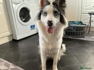 Border Collie dogs Luna, is looking for a new home ❤️ - Advert 8