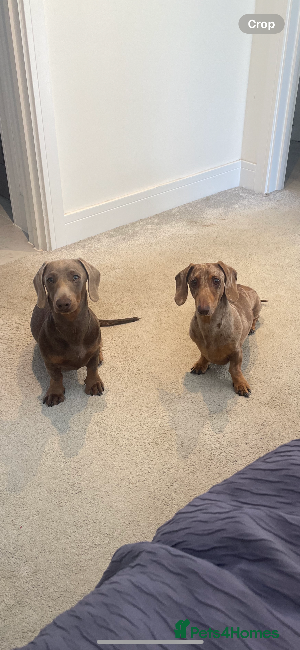Miniature Dachshund dogs Stunning Dachounds for stud  - Advert 2