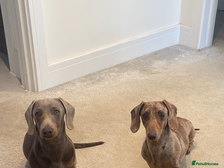 Miniature Dachshund dogs Stunning Dachounds for stud - Advert 1