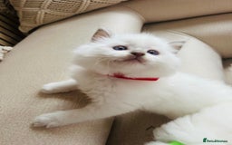 Ragdoll cats for sale: Ragdoll kittens  - Image 9