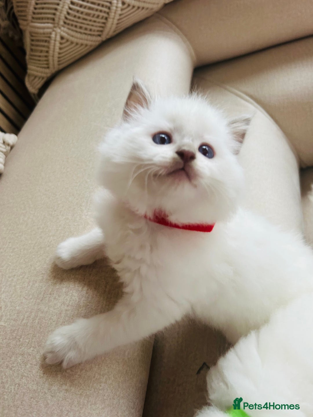 Ragdoll cats for sale: Ragdoll kittens  - Image 9