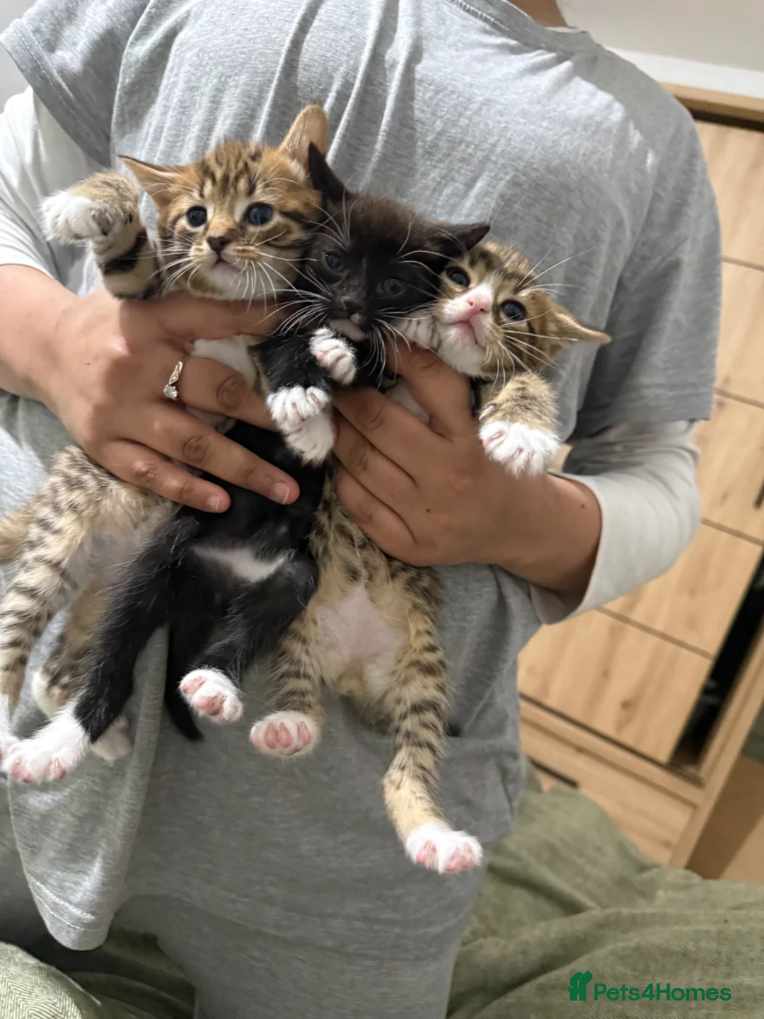 Mixed Breed cats for sale: Black and white tuxedo male kitten in Luton - Advert 9