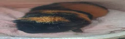 Guinea Pig rodents for sale: BEAUTIFUL BABY TEDDIES - Advert 7