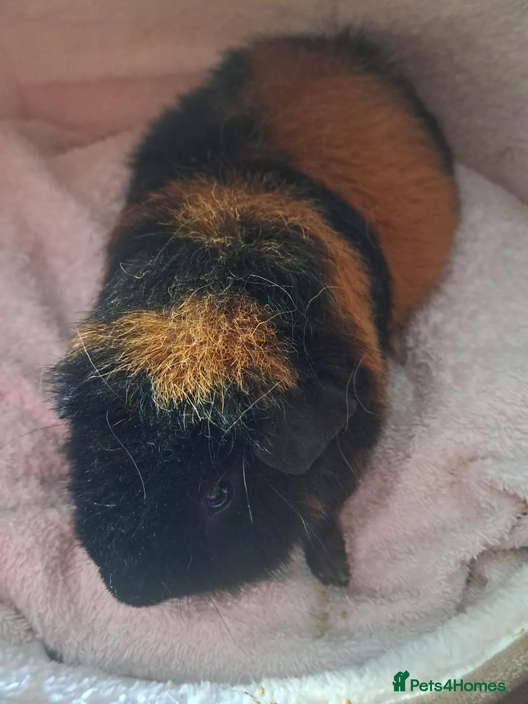 Guinea Pig rodents for sale: BEAUTIFUL BABY TEDDIES - Advert 7