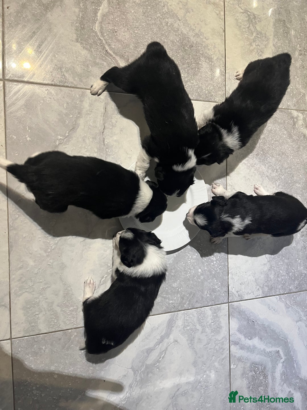 Border Collie dogs for sale: Traditional Border Collie puppies - Newport - Advert 9