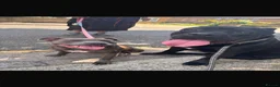 Cane Corso dogs for sale: Jorgie’s Story - Advert 4