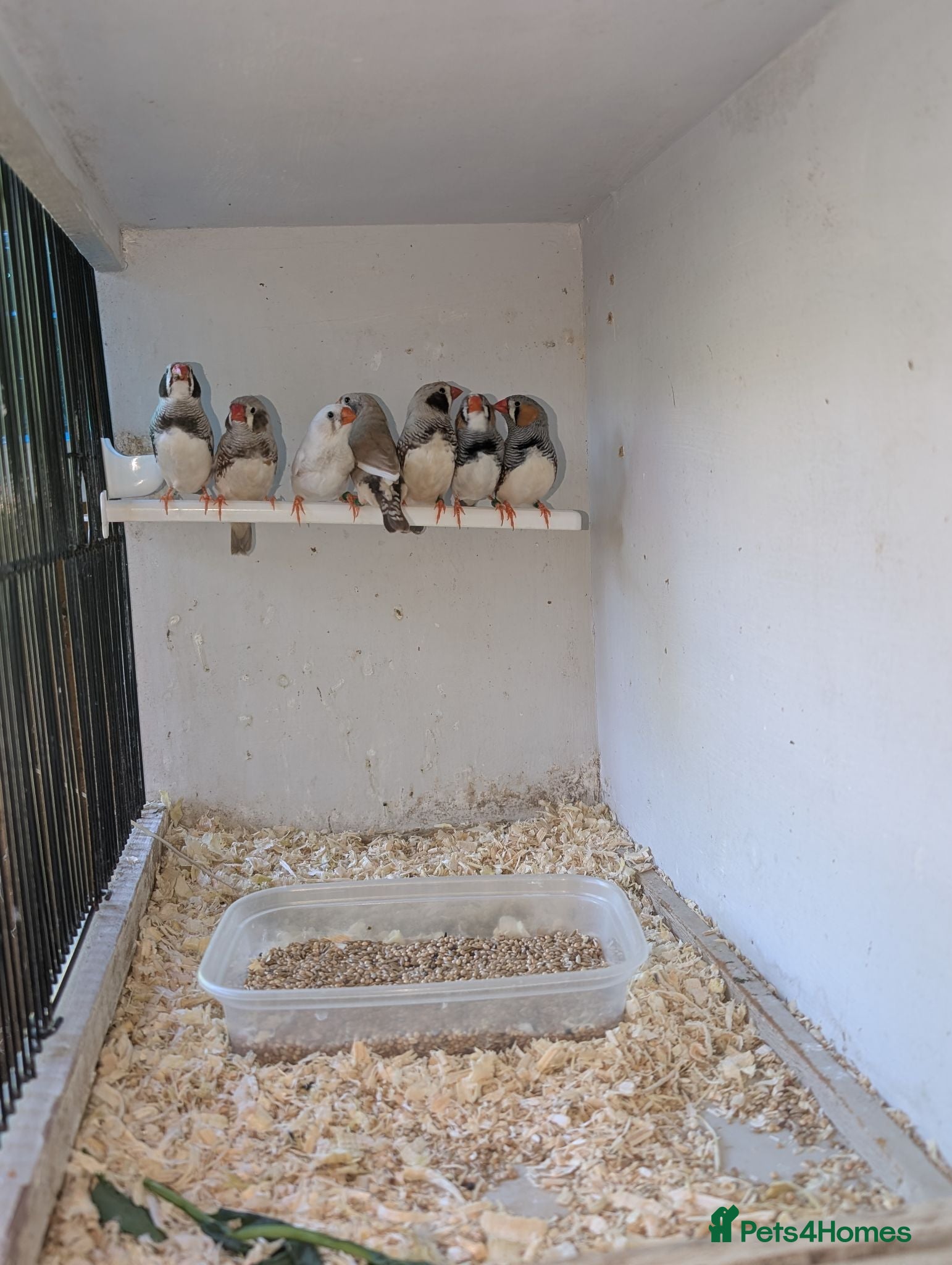 Finches birds Zebra finches, mixed colours  - Advert 15