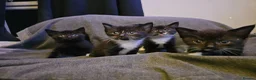 Mixed Breed cats for sale: I have 4 kittens 2 boys 2 girls in Sittingbourne - Advert 1