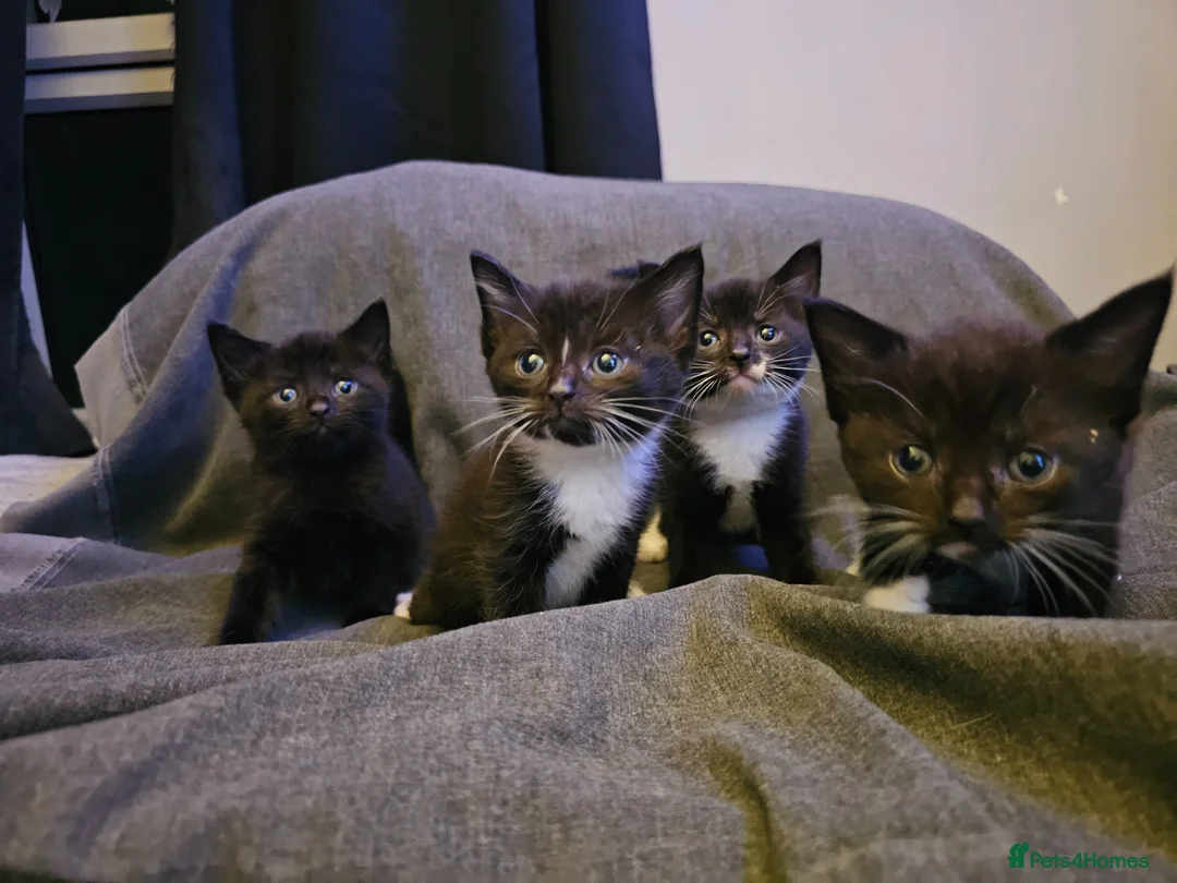 Mixed Breed cats for sale: I have 4 kittens 2 boys 2 girls in Sittingbourne - Advert 1
