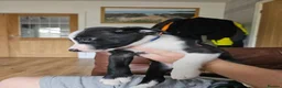 Border Collie dogs for sale: Active puppies looking for homes - Advert 9