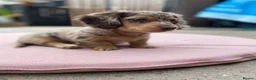 Miniature Dachshund dogs for sale: Miniature long haired dachunds  - Advert 4