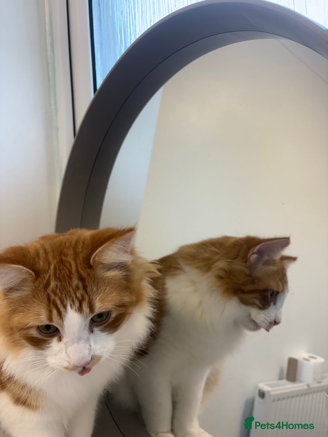 Domestic Shorthair cats for sale: Gorgeous brothers Mitch and Bingo - Advert 6