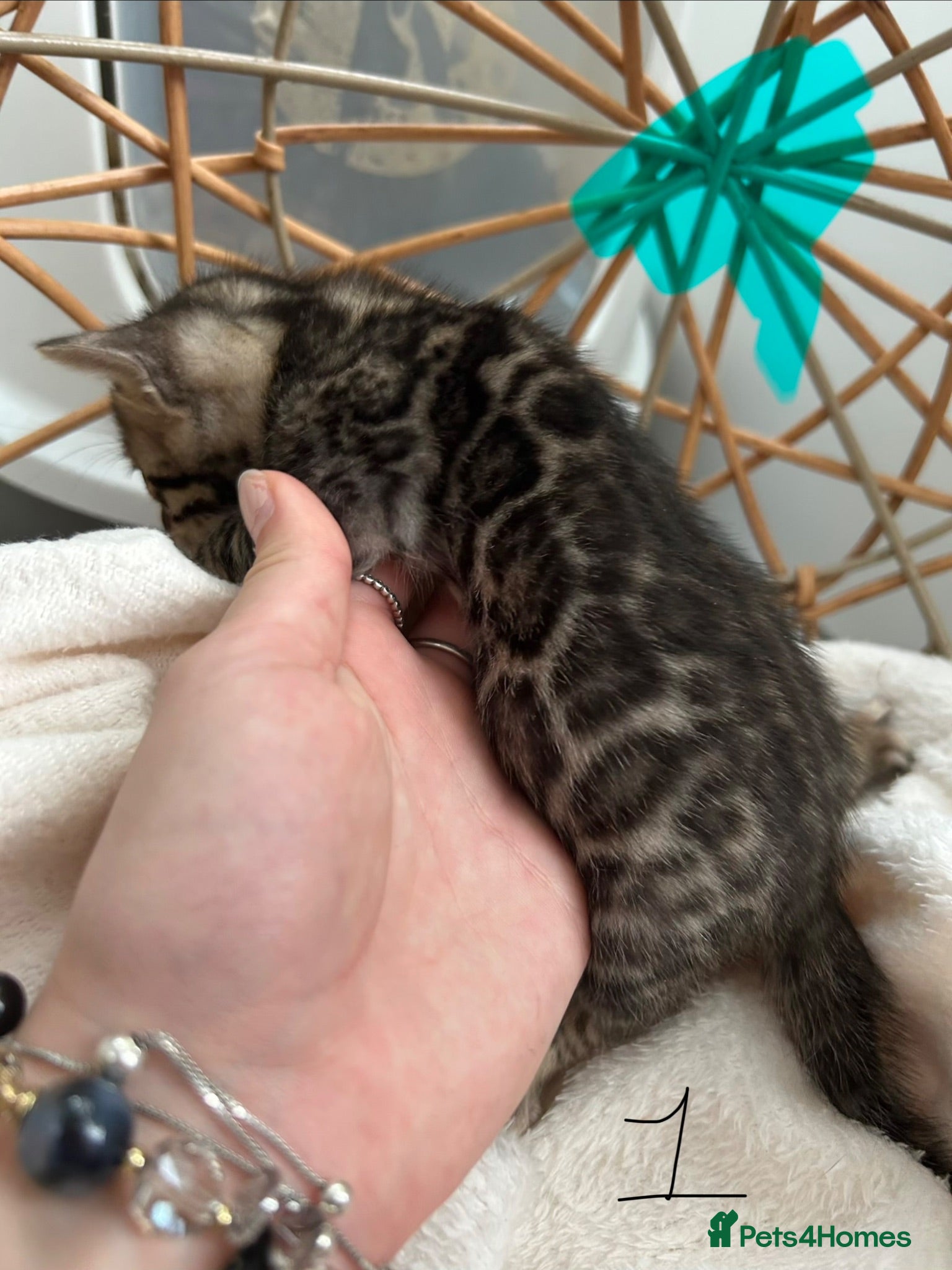Bengal cats 💕 Stunning Pure Bengal Kittens ❤️ - Advert 2