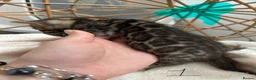 Bengal cats for sale: 💕 Stunning Pure Bengal Kittens ❤️ - Advert 13