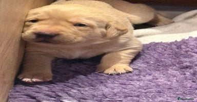 Labrador Retriever dogs - Advert 13