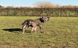 Mixed Breed dogs for sale: Staff mix dog looking for a house  - Advert 3