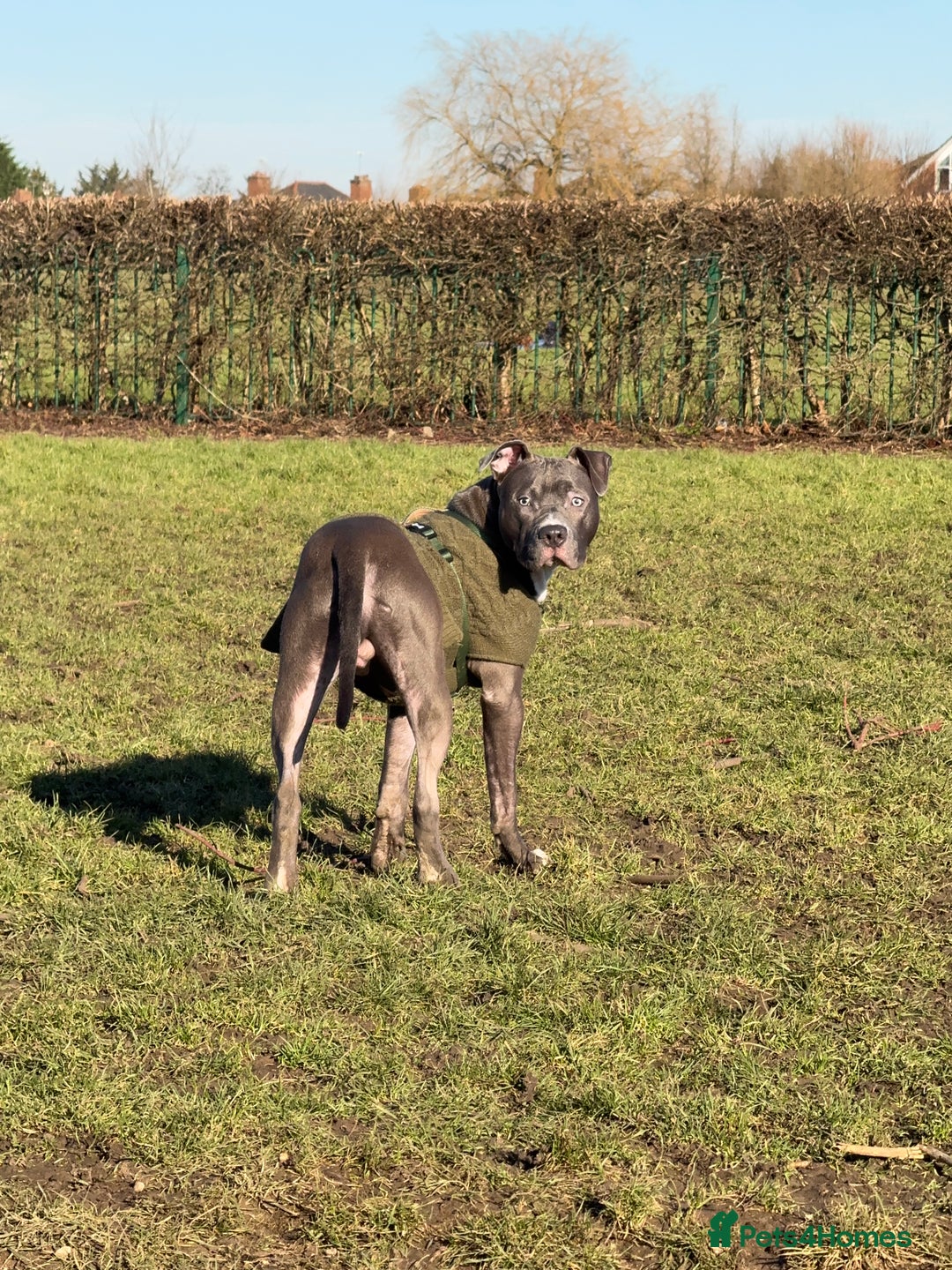 Mixed Breed dogs for sale: Staff mix dog looking for a house  - Advert 3