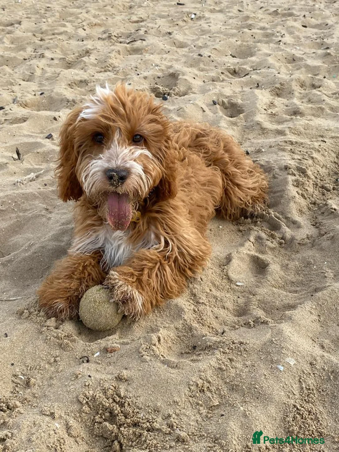 Miniature Poodle dogs for stud: Our Very handsome, charming Red Miniature Poodle  in Warrington - Advert 38