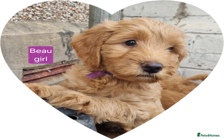 Labradoodle dogs - Advert 10