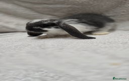 French Lop rabbits for sale: Beautiful French Lop Bunnies - Image 9