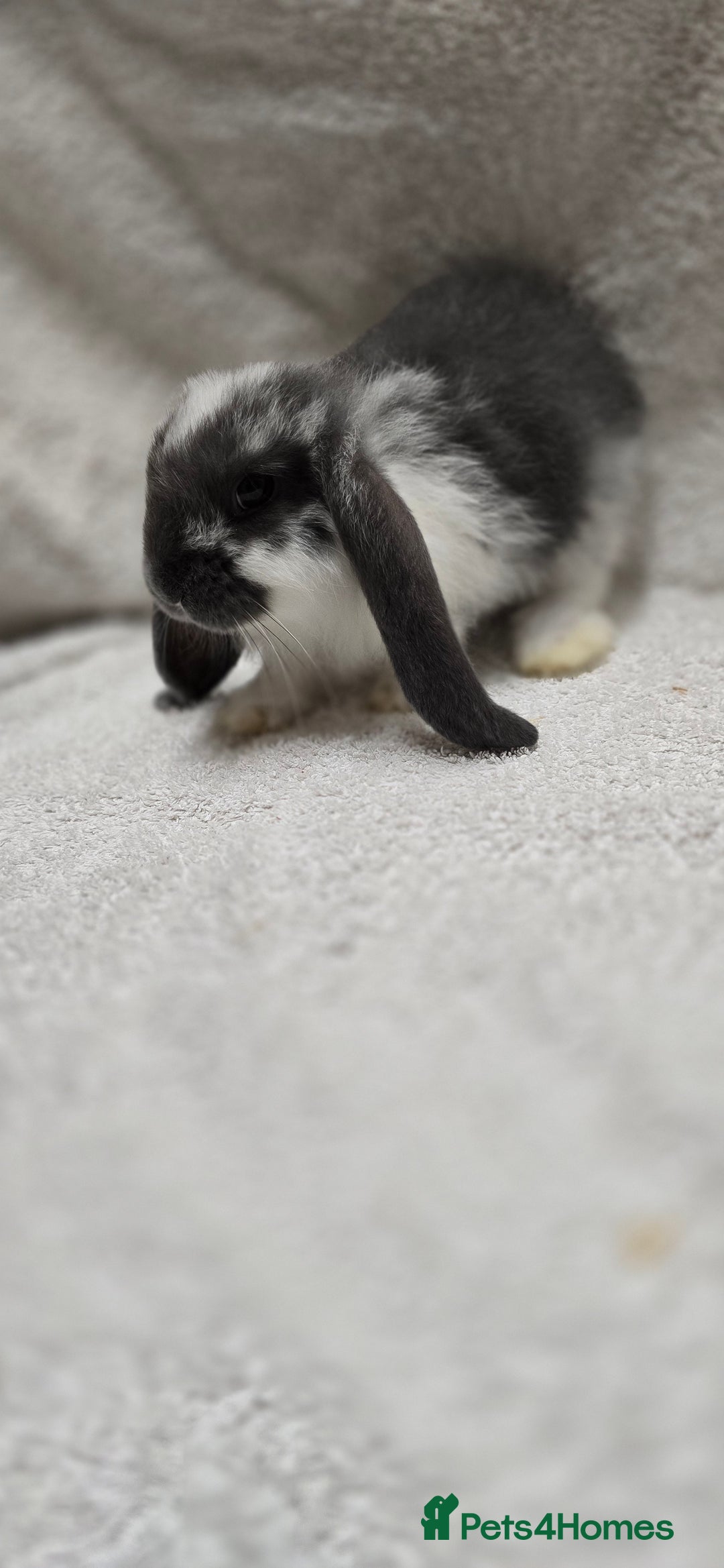 French Lop rabbits for sale: Beautiful French Lop Bunnies - Image 9