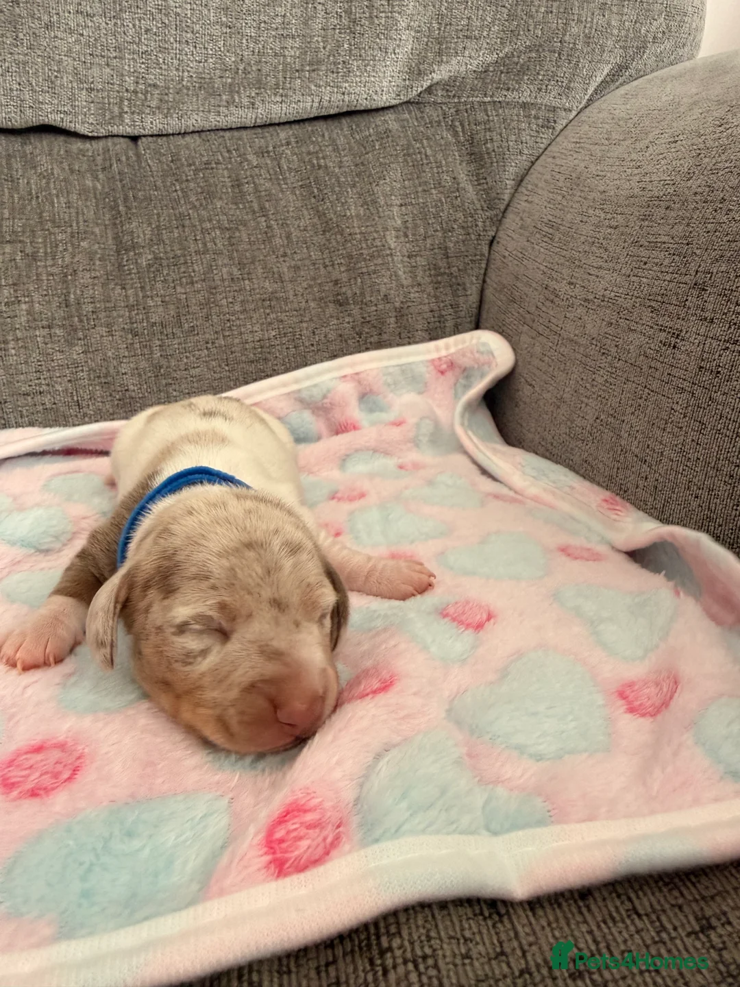 Miniature Dachshund dogs for sale: Beautiful Dachsund Puppies - Advert 2
