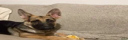 German Shepherd dogs for sale: 6 Month old KC Female German Shepard in Kingswinford - Advert 2