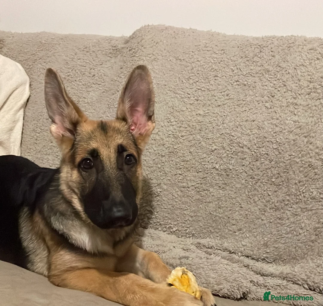 German Shepherd dogs for sale: 6 Month old KC Female German Shepard in Kingswinford - Advert 2