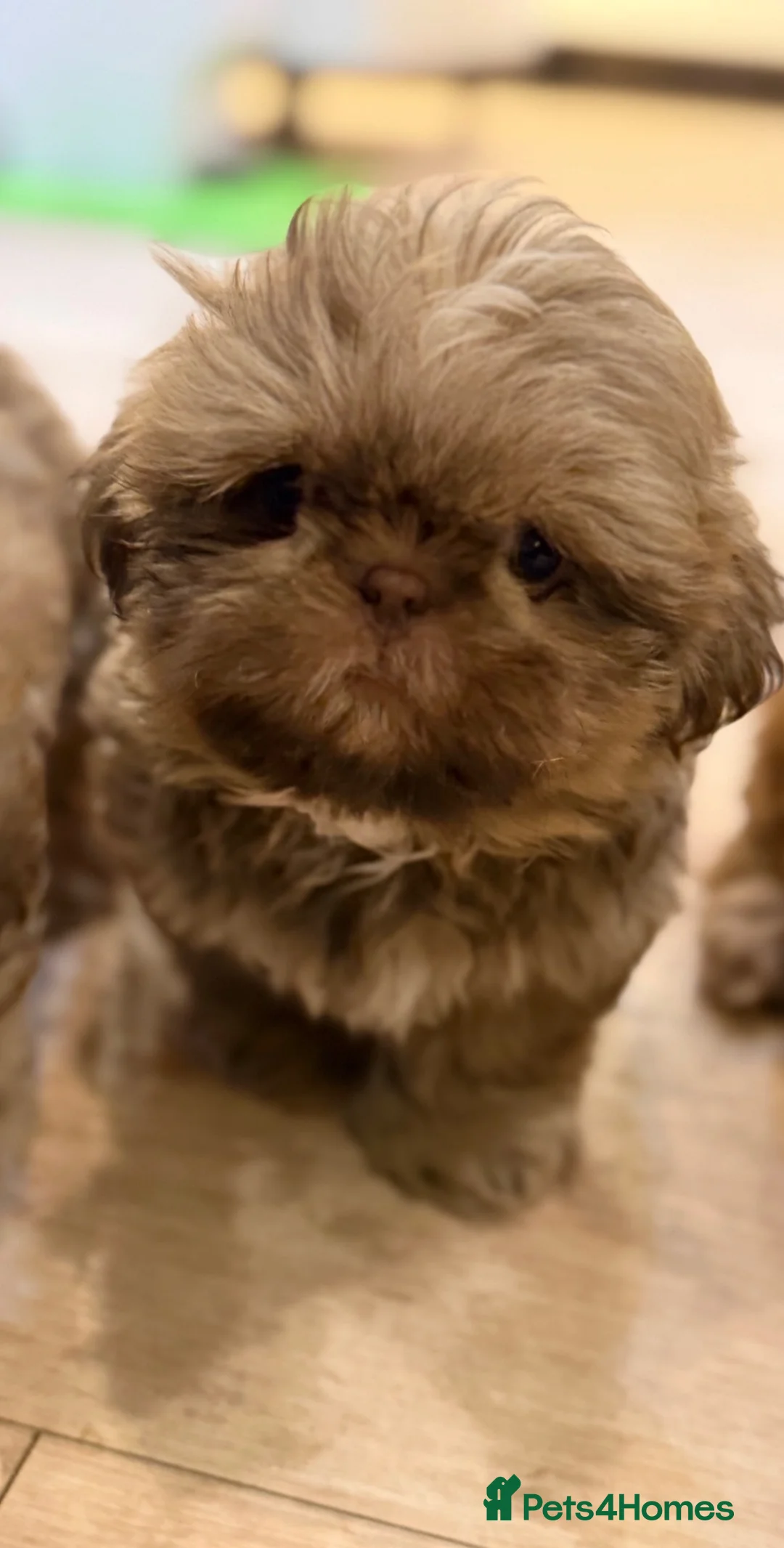 Shih Tzu dogs for sale: minature imperial shih Tzu  - Advert 5