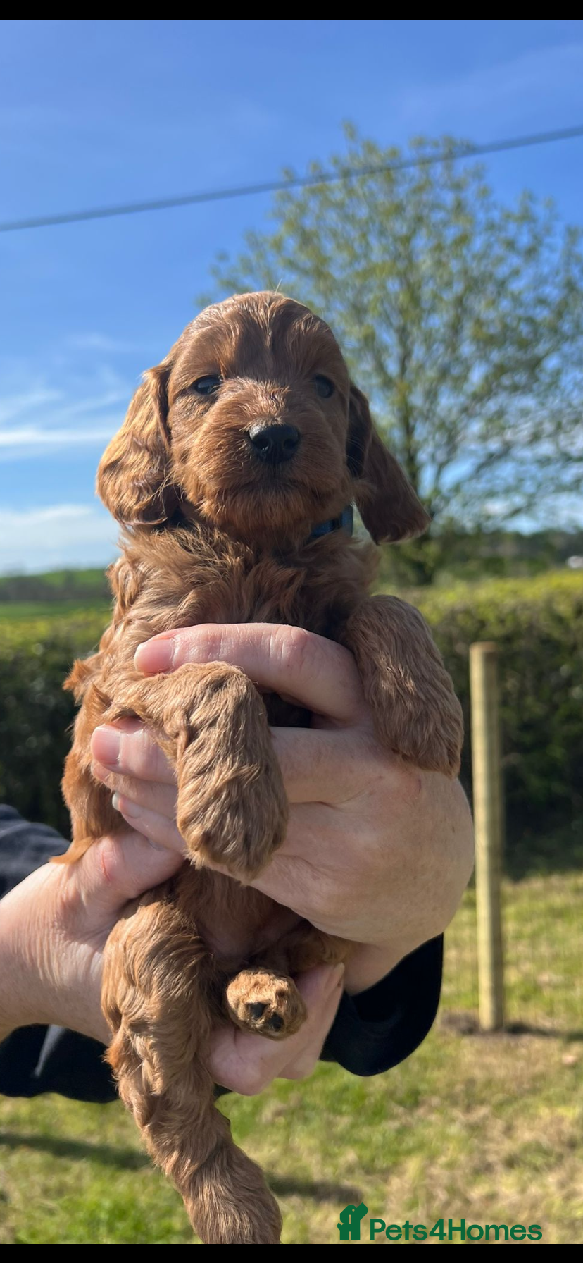 Cockapoo dogs Fox Red Cockapoo Puppies - Advert 2
