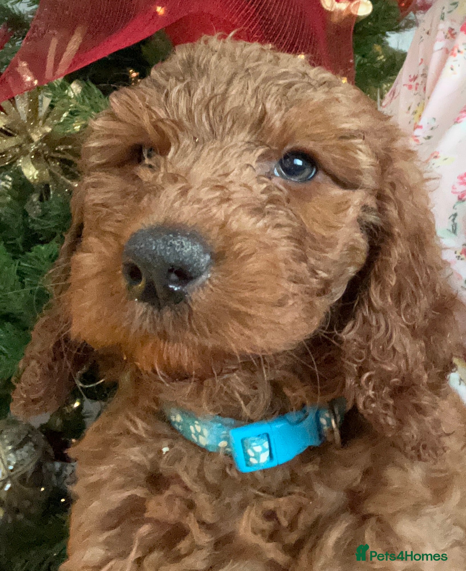 Cockapoo dogs 🐕‍🦺🐶ADORABLE COCKAPOO 🐶 🐕‍🦺 - Advert 4