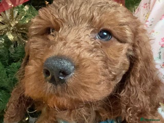 Cockapoo dogs 🐕🦺🐶ADORABLE COCKAPOO 🐶 🐕🦺 - Advert 6