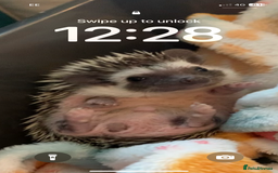 Pygmy Hedgehog rodents for sale: African Pygmy hedgehog  - Advert 1