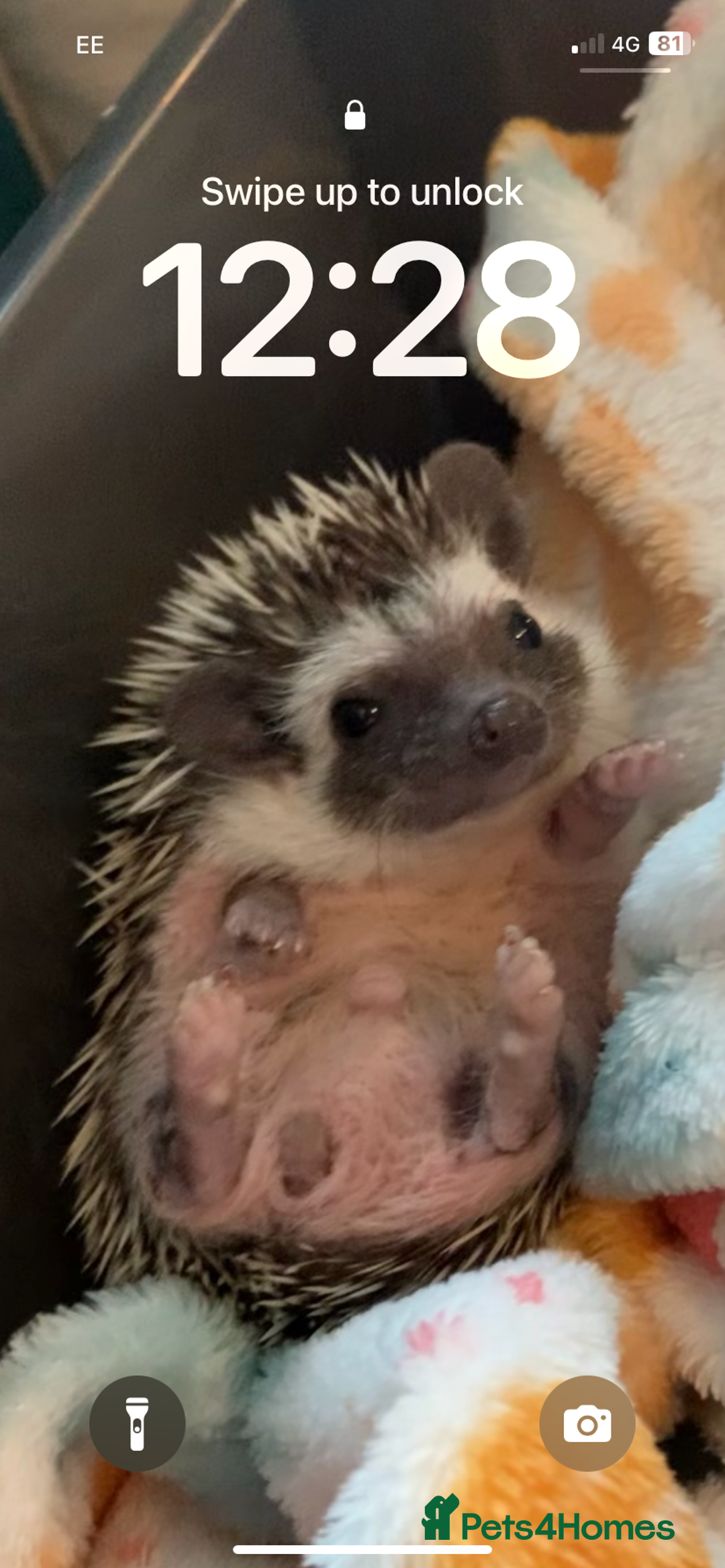 Pygmy Hedgehog rodents for sale: African Pygmy hedgehog  - Advert 1