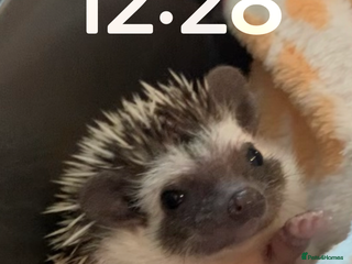 Pygmy Hedgehog rodents for sale: African Pygmy hedgehog - Advert 1