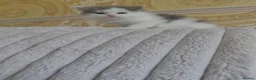 Perdoll cats for sale: Ragdoll x persian  - Advert 6