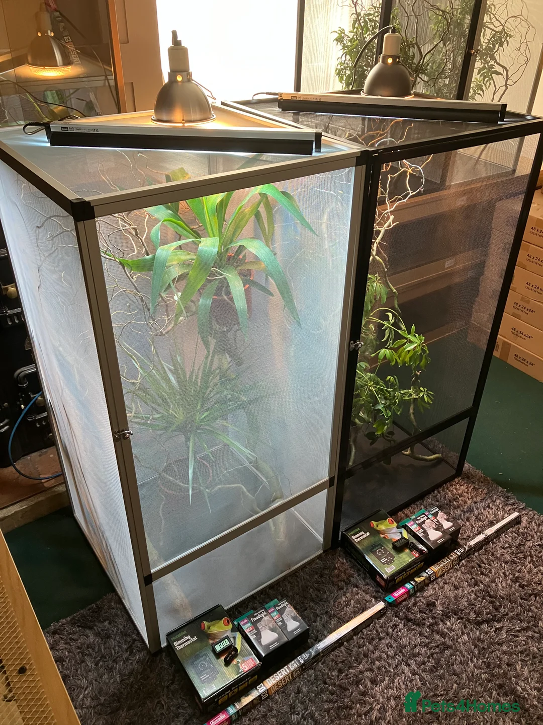 Chameleon reptiles for sale: Yemen Chameleon + Vivarium Setup Kit - Advert 8