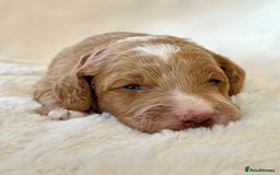 Cockapoo dogs for sale: F1b Miniature Cockapoo Pups Fully Health Tested - Advert 20