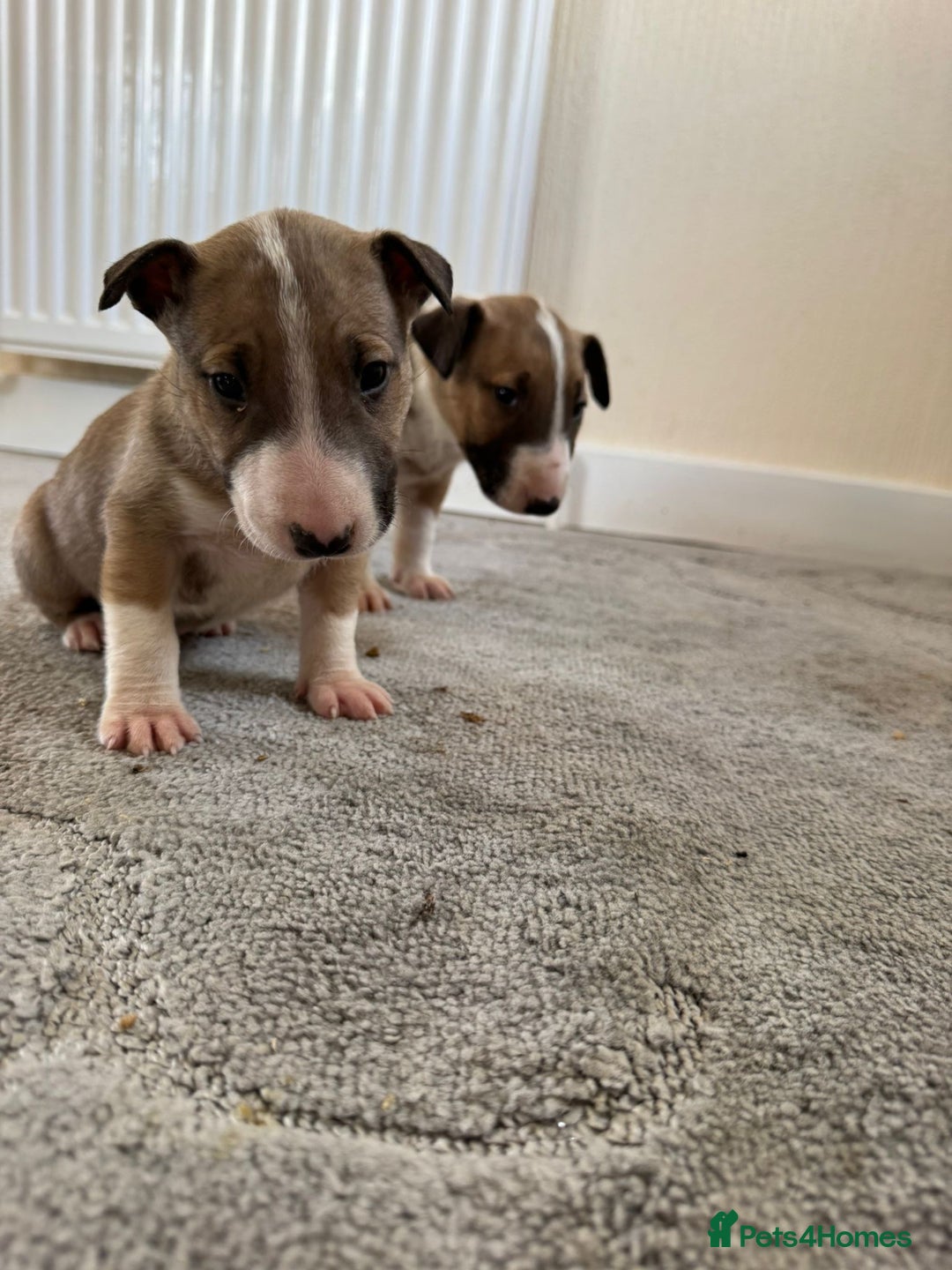 English Bull Terrier dogs for sale: 5* Stunning English Bull Terrier Pups  - Image 2