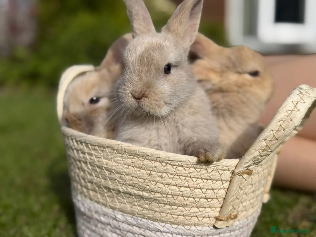 Mixed Breed rabbits for sale: 3 Adorable baby bunnies, ready 15 june in Telford - Advert 1
